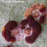 hondsdraf (glechoma hederacea) puccinia glechomatis